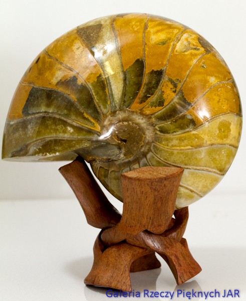 ŁODZIK NAUTILUS AMONIT MADAGASKAR SKA-NU6