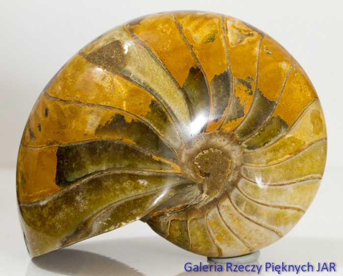 ŁODZIK NAUTILUS AMONIT MADAGASKAR SKA-NU6
