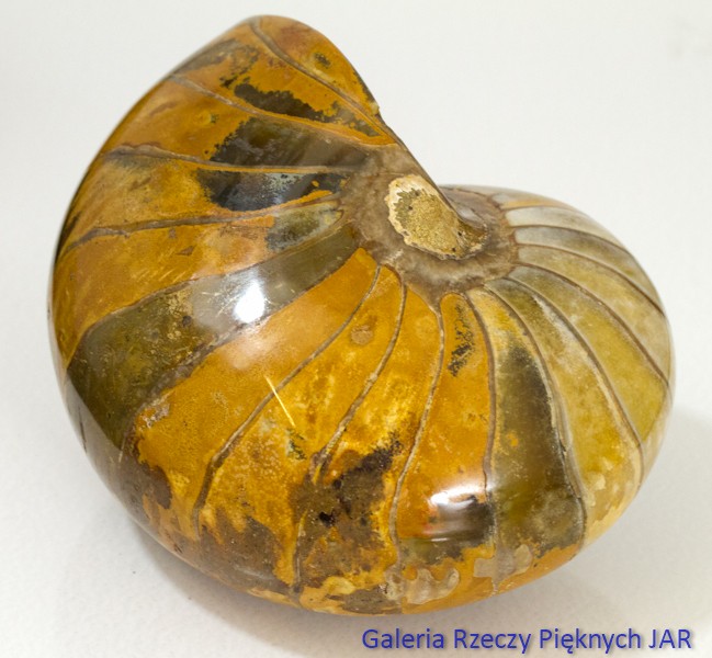 ŁODZIK NAUTILUS AMONIT MADAGASKAR SKA-NU6