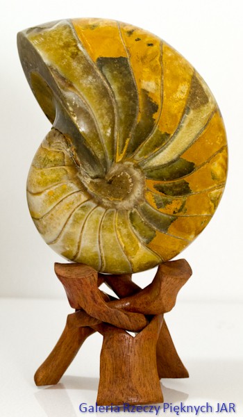 ŁODZIK NAUTILUS AMONIT MADAGASKAR SKA-NU6