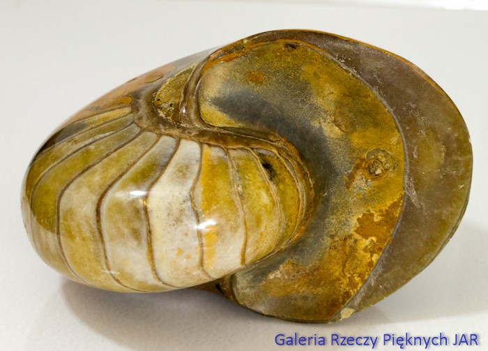 ŁODZIK NAUTILUS AMONIT MADAGASKAR SKA-NU6