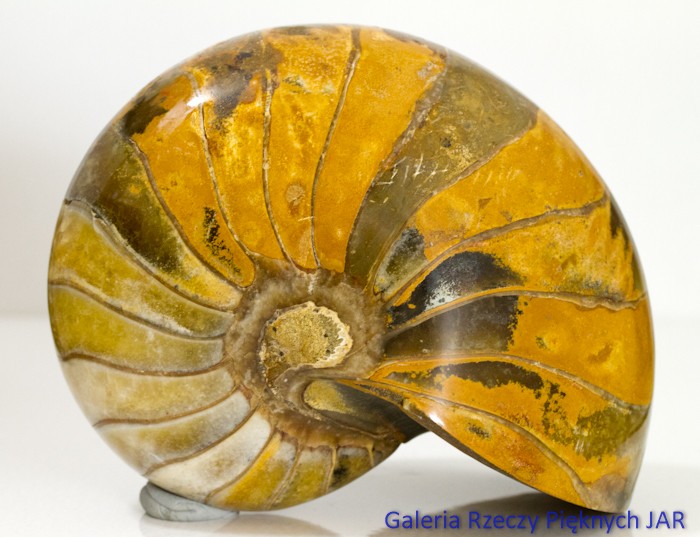 ŁODZIK NAUTILUS AMONIT MADAGASKAR SKA-NU6